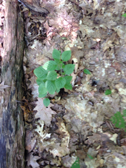 Viburnum rafinesqueanum