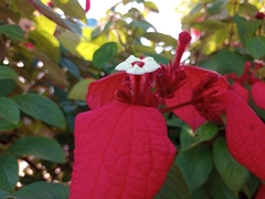 Mussaenda erythrophylla