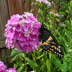 Papilio polyxenes