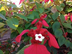 Mussaenda erythrophylla