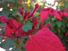 Mussaenda erythrophylla