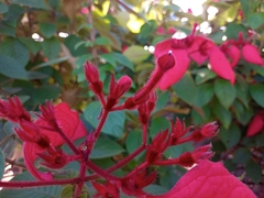 Mussaenda erythrophylla