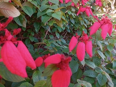 Mussaenda erythrophylla