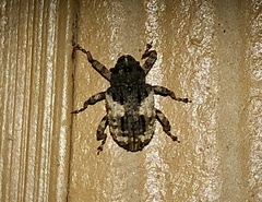 Cryptorhynchus fuscatus