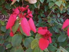 Mussaenda erythrophylla