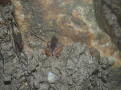 Microhyla superciliaris