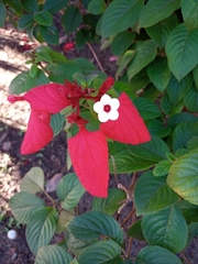 Mussaenda erythrophylla