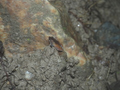 Microhyla superciliaris