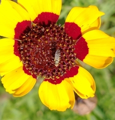 Neotephritis finalis