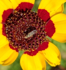 Neotephritis finalis