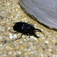 Prosopocoilus girafa