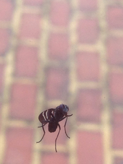 Tritoxa flexa