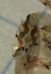 Erythroneura elegans