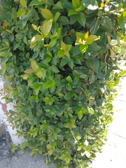 Ficus pumila
