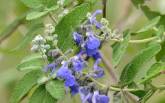 Salvia melissodora