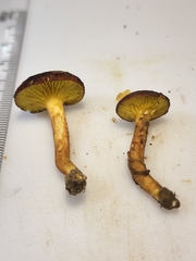 Phylloporus bellus