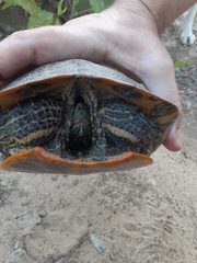 Trachemys scripta elegans