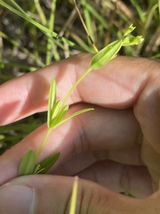 Hypericum cistifolium