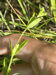 Hypericum cistifolium