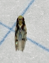 Erythroneura elegans