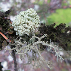 Tremella everniae