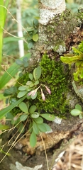 Specklinia