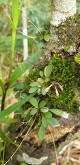 Specklinia