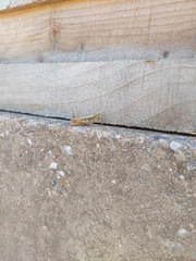 Chorthippus brunneus