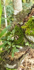 Specklinia