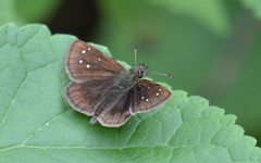 Piruna brunnea
