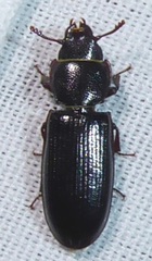 Tenebroides americanus