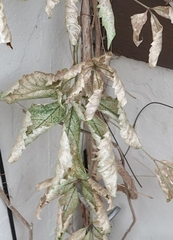 Erythroneura elegans