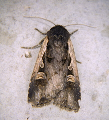 Dichagyris reliqua