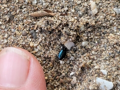 Lebia viridis