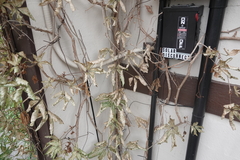 Erythroneura elegans