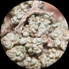 Tremella everniae