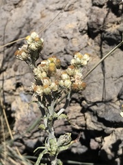 Pseudognaphalium sandwicensium