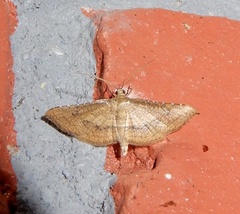 Hypolamprus striatalis