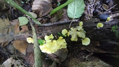 Cotylidia aurantiaca