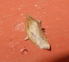 Hypolamprus striatalis