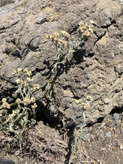 Pseudognaphalium sandwicensium