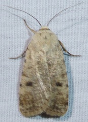 Caradrina meralis