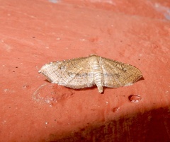 Hypolamprus striatalis