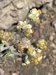 Pseudognaphalium sandwicensium