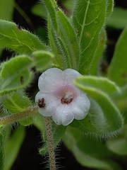 Trichodesma inaequale