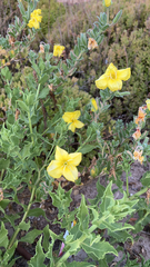 Oenothera drummondii