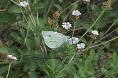 Pieris rapae