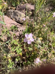 Spigelia gentianoides