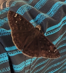 Erynnis horatius