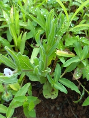 Trichodesma inaequale